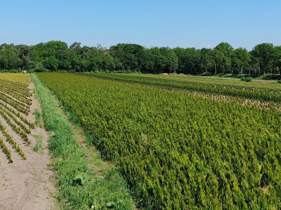 Rijen haagplanten op onze kwekerij in Eersel