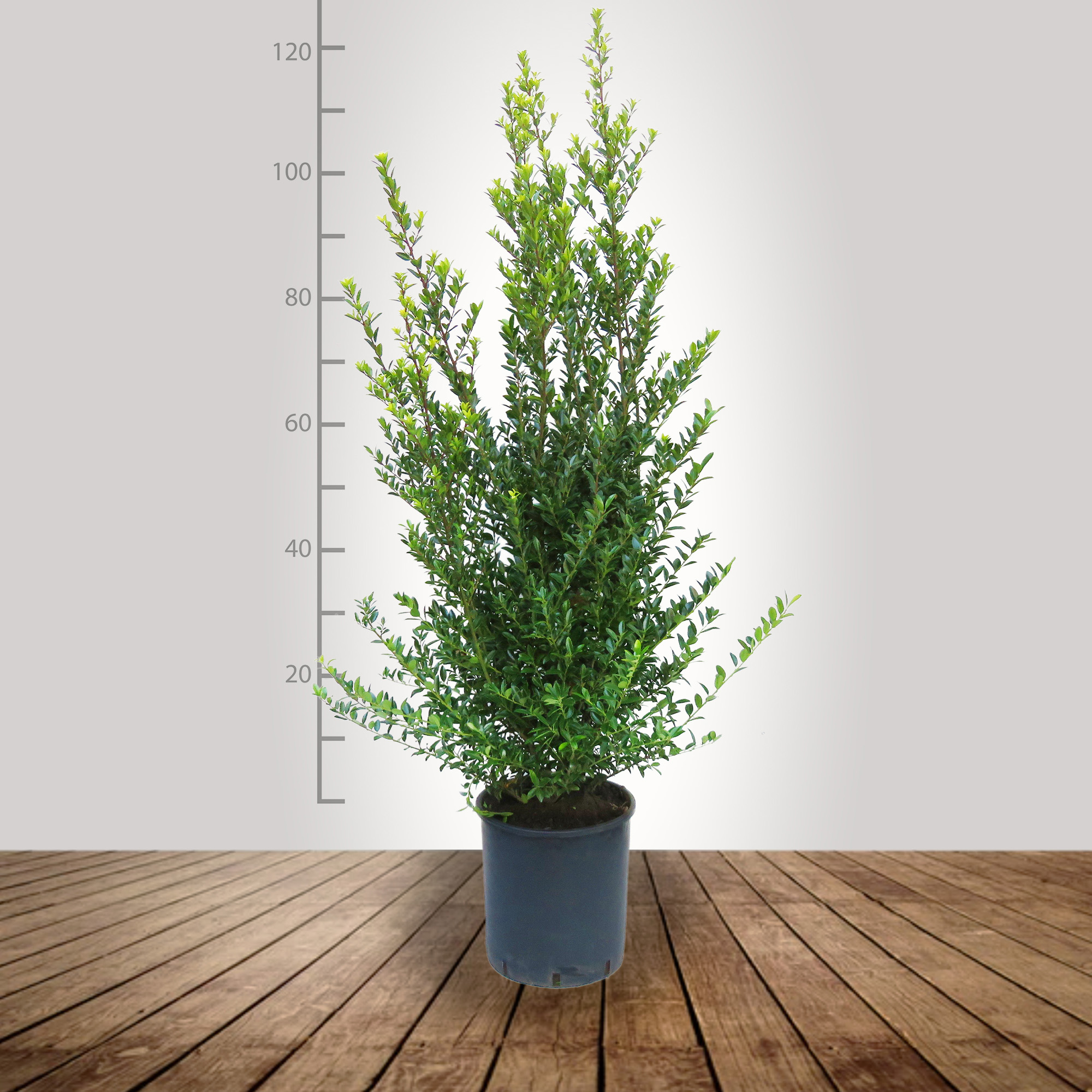 ilex_maximo_100_120