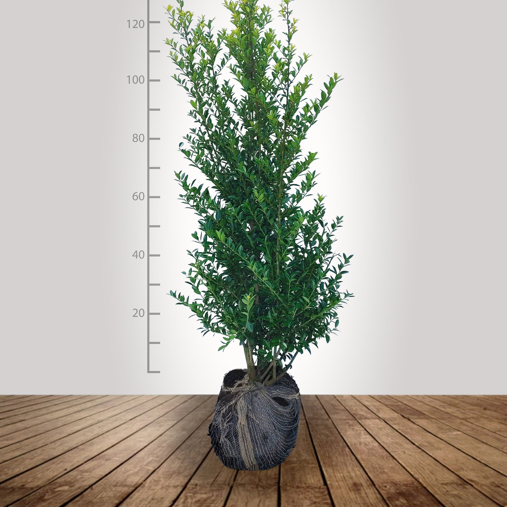 ilex_maximo_120_140
