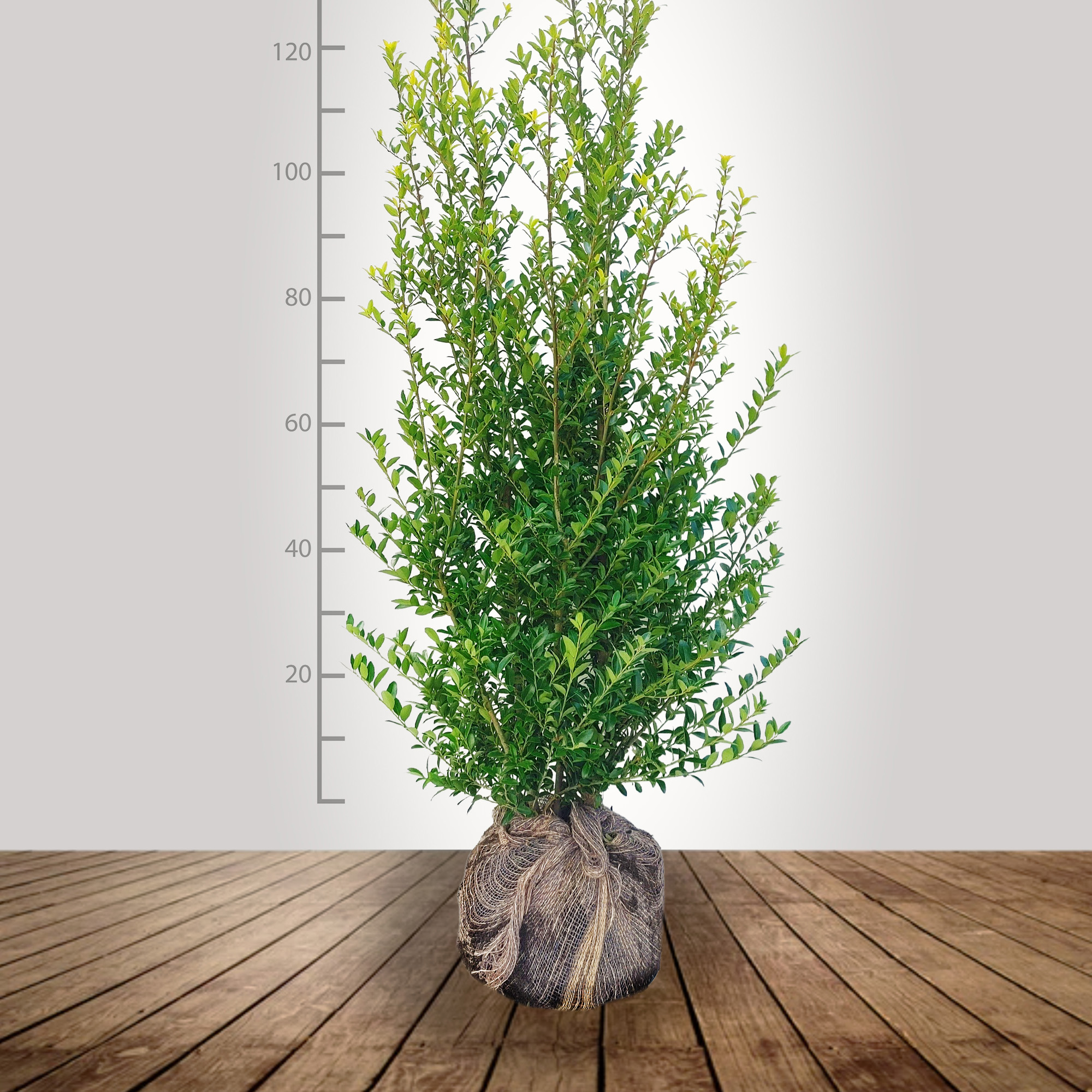 ilex_maximo_140_160_bg