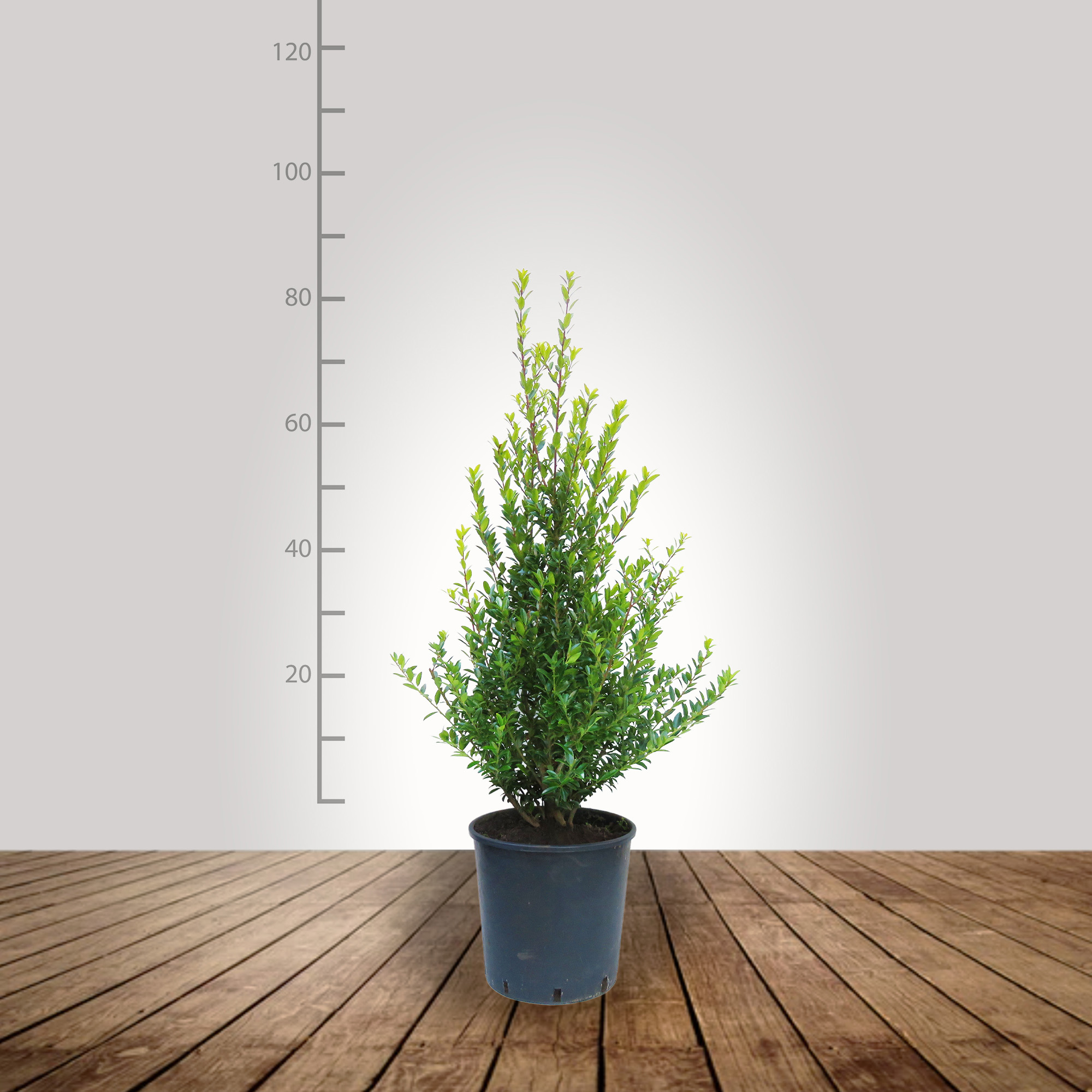 ilex_maximo_60_80_bg