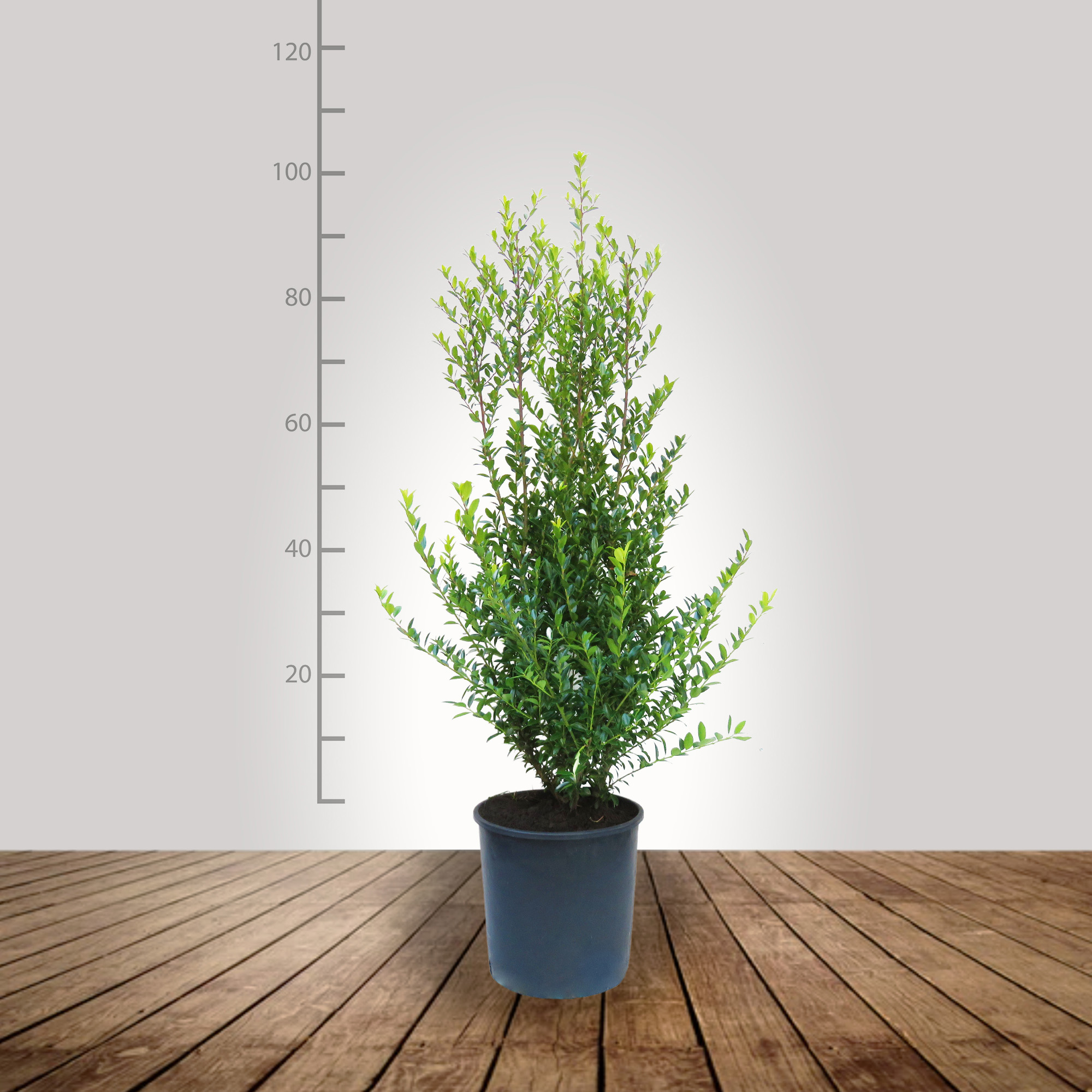 ilex_maximo_80_100_bg