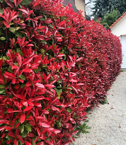 Photinia fraseri 'Red Robin' 80-100 cm