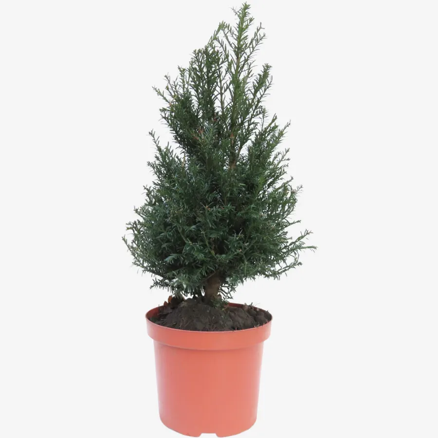 Taxus Baccata 50-60 cm