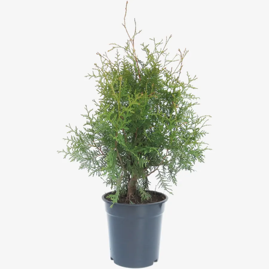 Thuja Occidentalis 'Brabant' 60-80 cm
