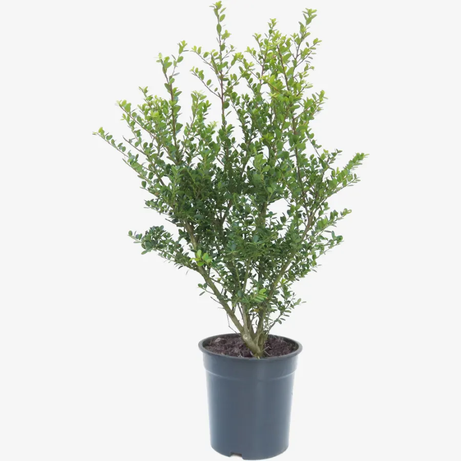 Ilex Crenata 'Green Hedge' 30-40 cm