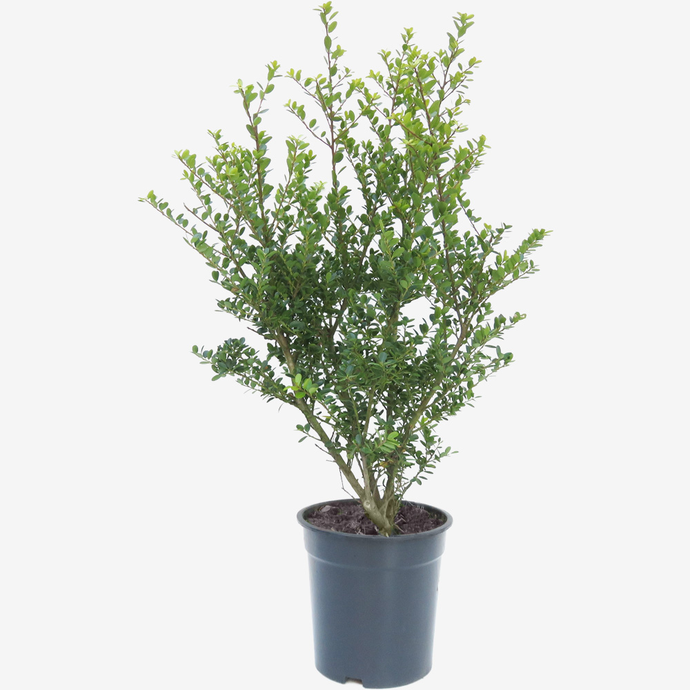 40-60 cm