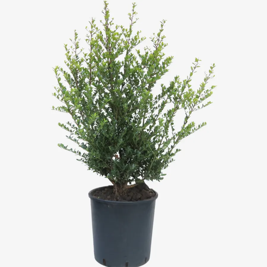 Ilex Crenata 'Green Hedge' 60-80 cm