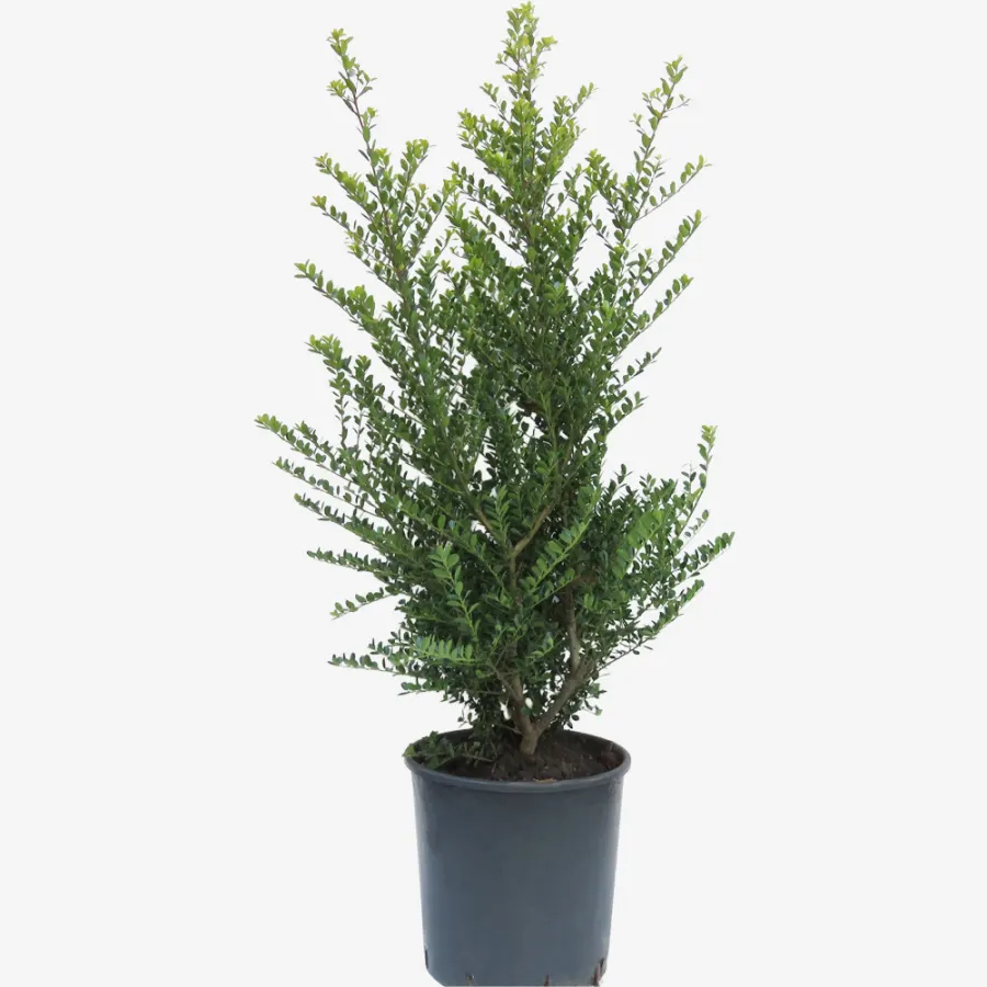 Ilex Crenata 'Green Hedge' 80-100 cm