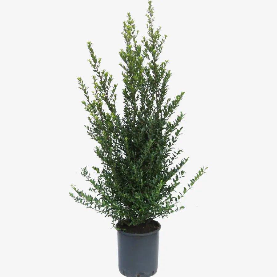 Ilex Maximo. 'Kanehirae' 100-120 cm