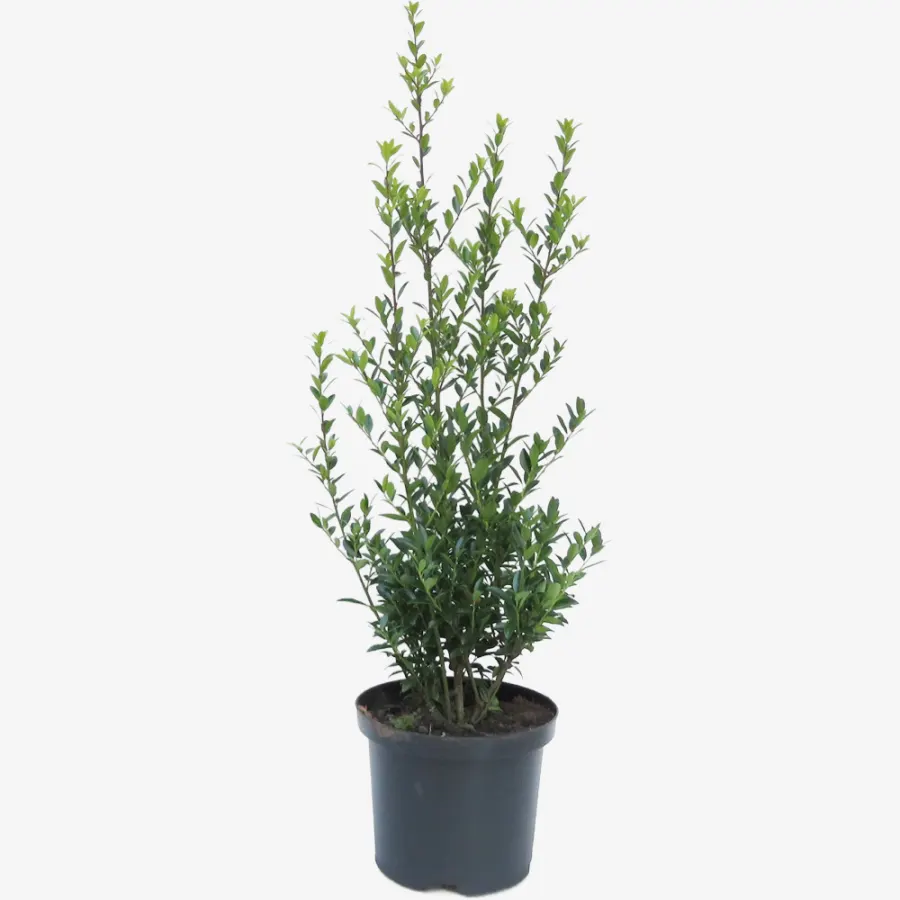 Ilex Maximo. 'Kanehirae' 60-80 cm