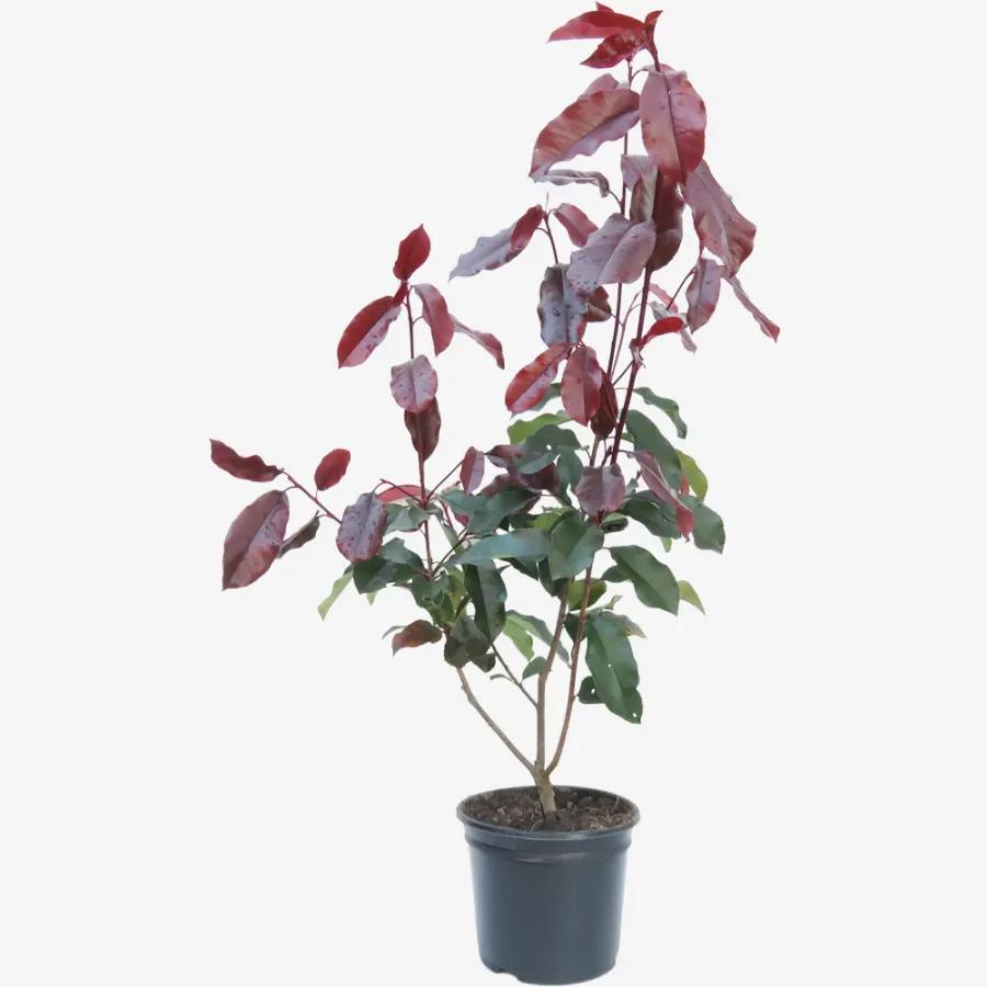 Photinia fraseri 'Camilvy' 80-120 cm