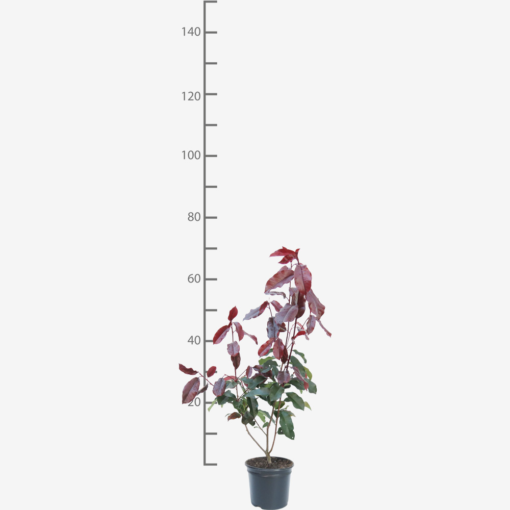Photinia fraseri 'Camilvy'
