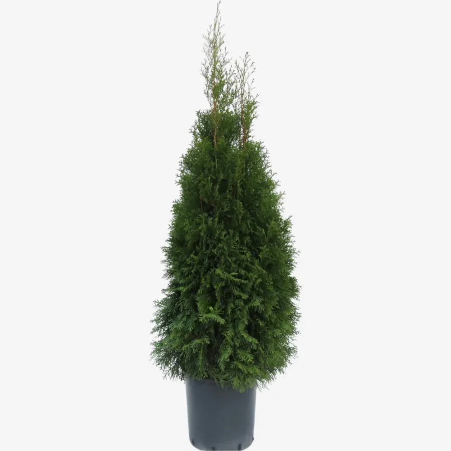 Thuja Occidentalis 'Smaragd' 100-120 cm