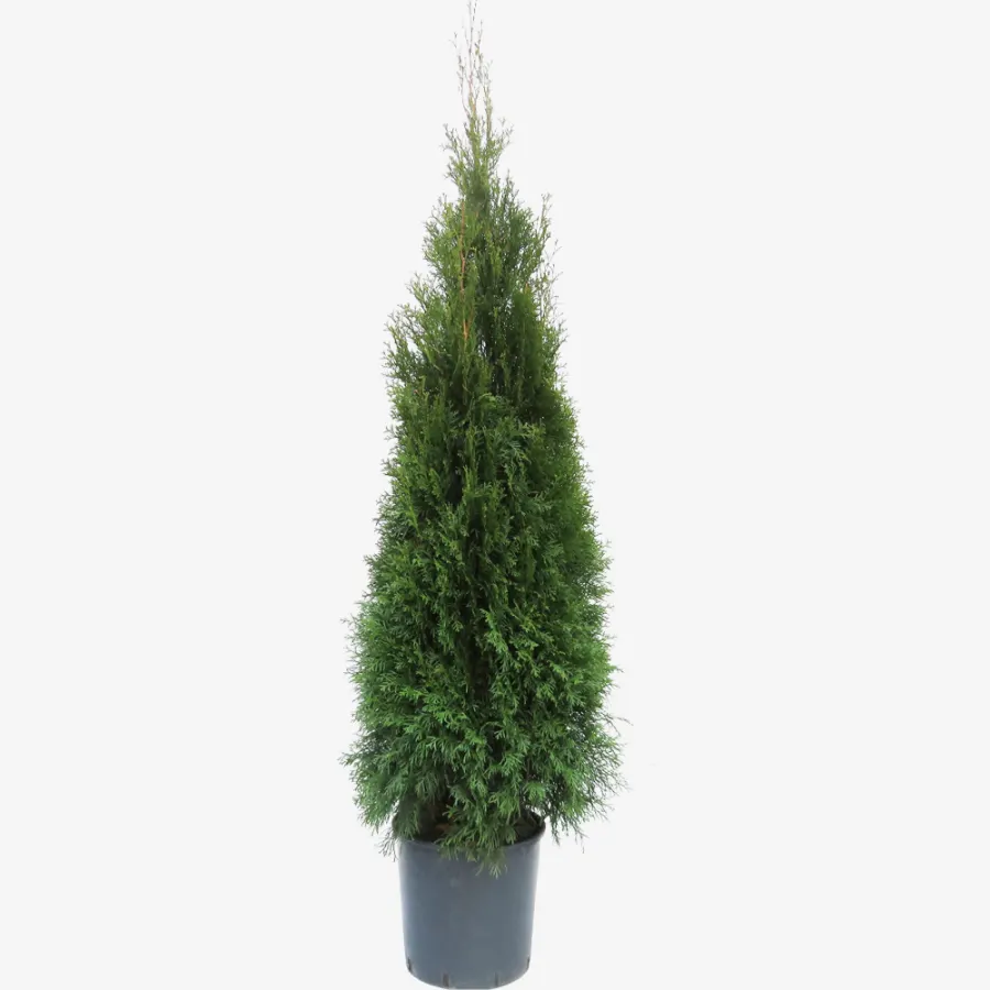 Thuja Occidentalis 'Smaragd' 180-200 cm