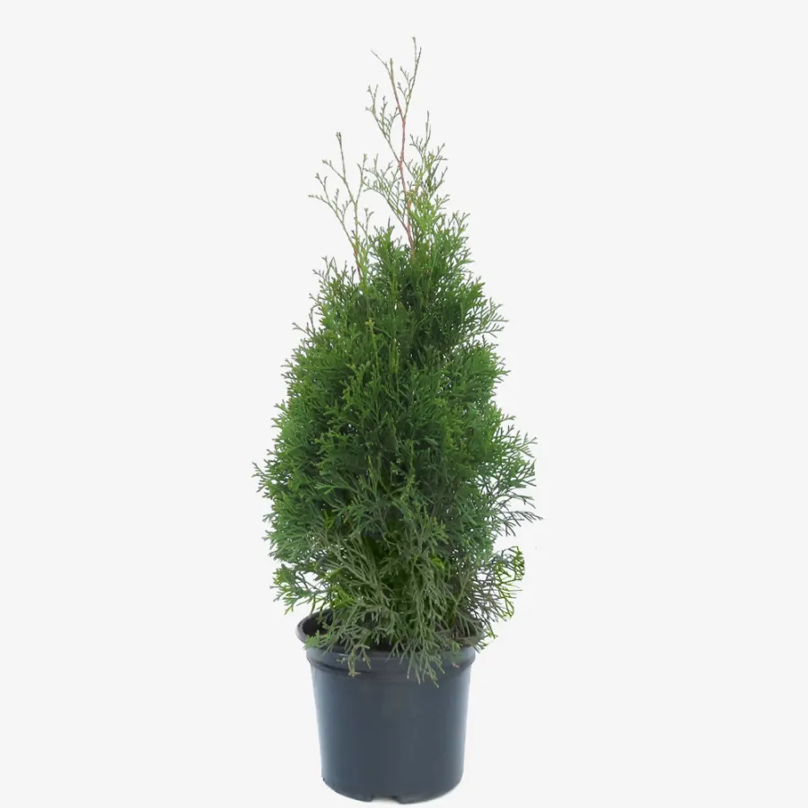 Thuja Occidentalis 'Smaragd' 30-50 cm