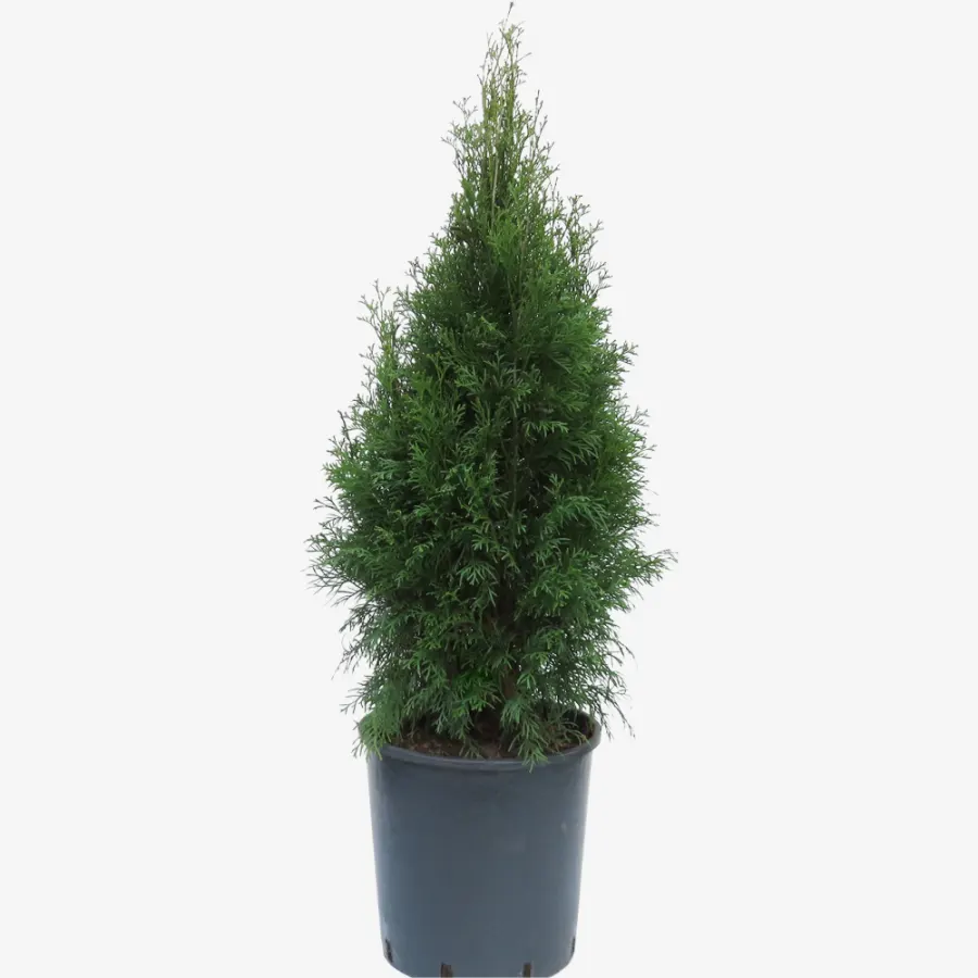 Thuja Occidentalis 'Smaragd' 60-80 cm