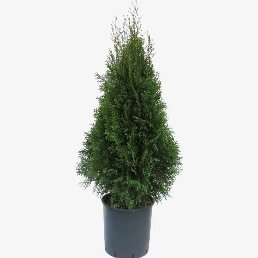 Thuja Occidentalis 'Smaragd' 80-100 cm