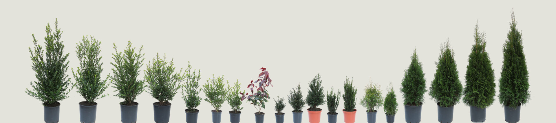 Al onze haagplanten naast elkaar, van klein naar groot
