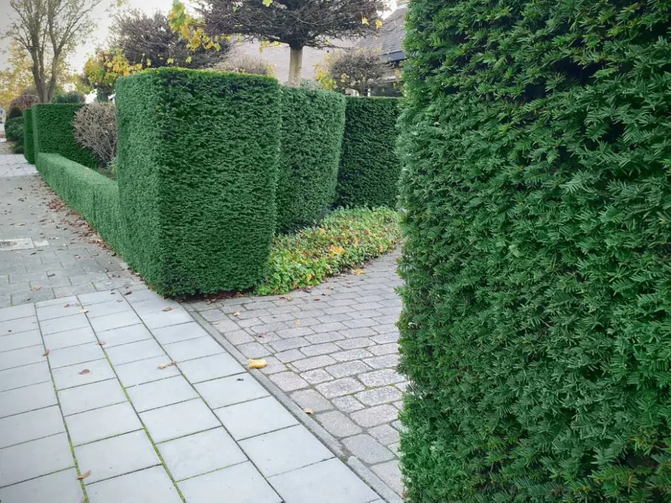 Taxus