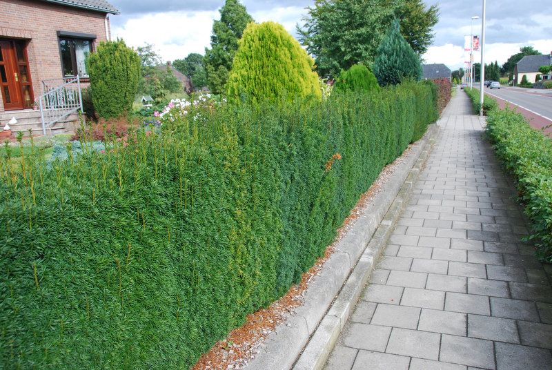 taxus media hillii