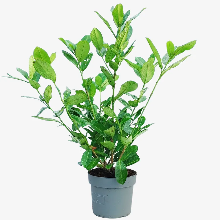 Prunus 'Rotundifolia' 40-60 cm