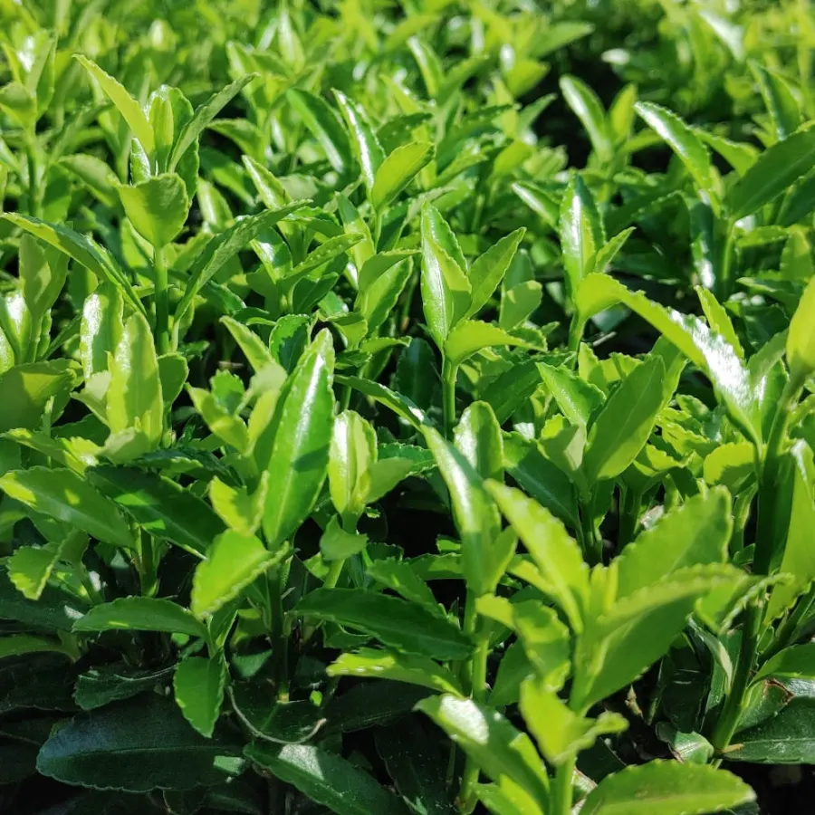 Euonymus japonicus 'Green Spire' 80-100 cm
