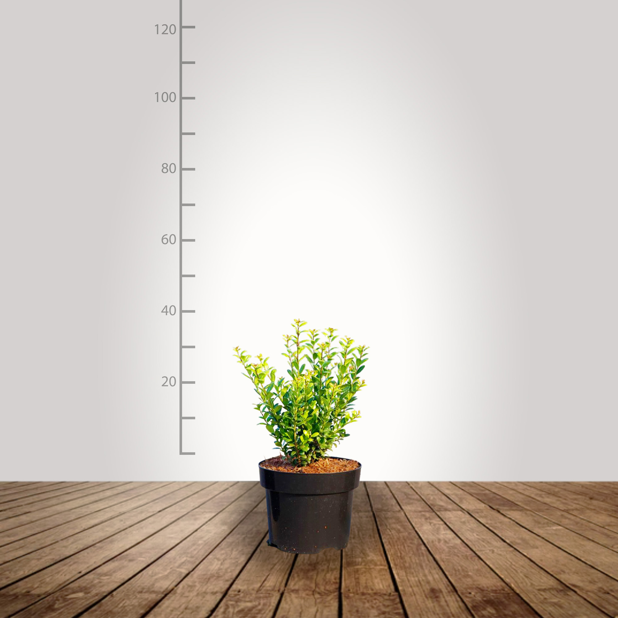 Caroline_upright_30_40