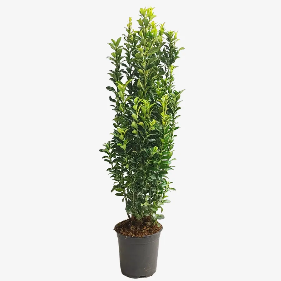 Euonymus jap. 'Green Spire' 30-40 cm