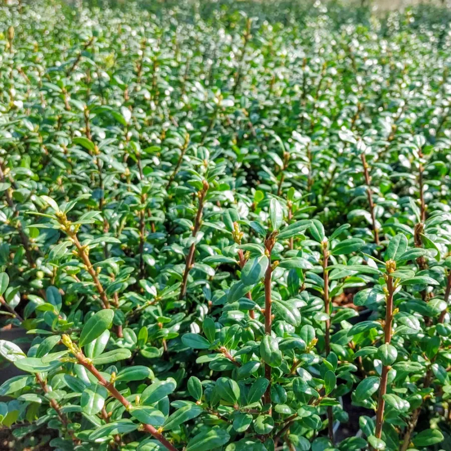 Ilex Crenata 'Caroline Upright' 60-80 cm