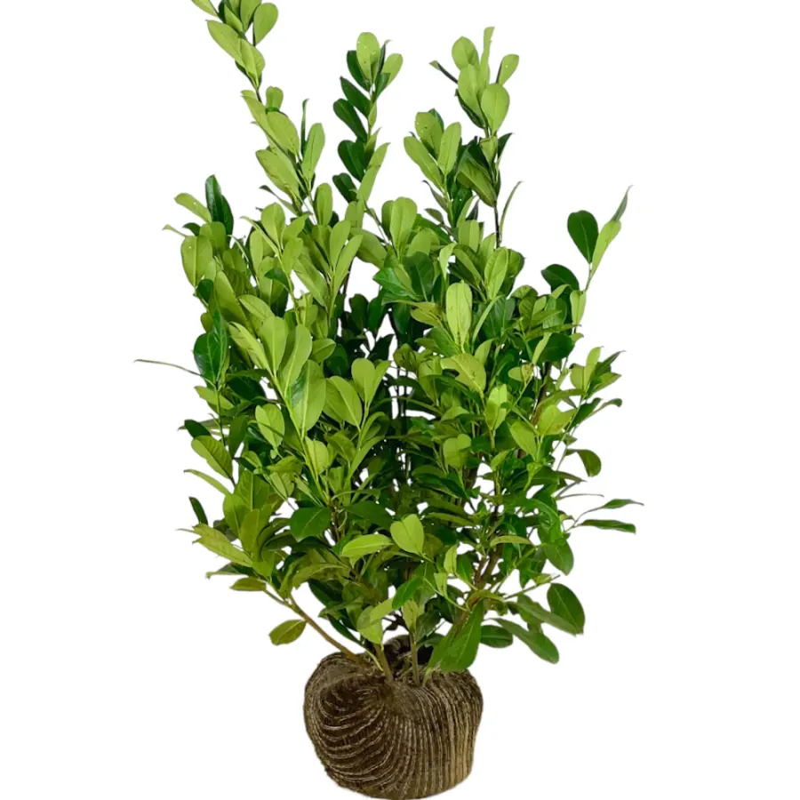 Prunus 'Rotundifolia' 100-125 cm