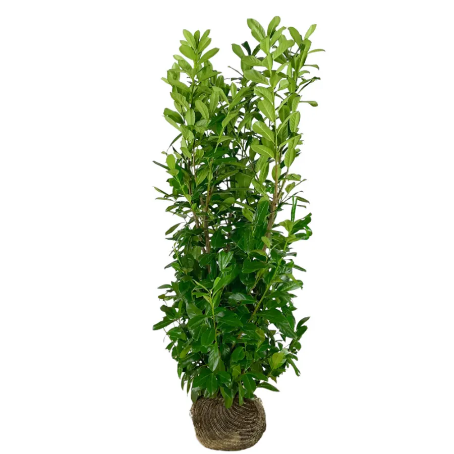 Prunus 'Rotundifolia' 125-150 cm