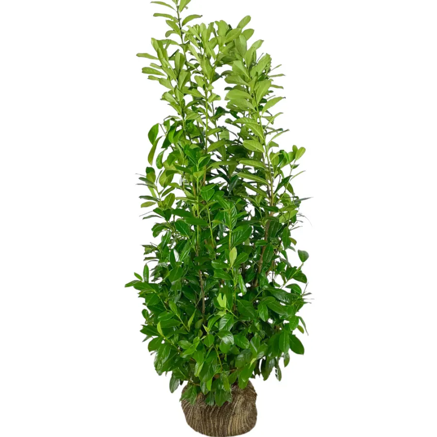 Prunus 'Rotundifolia' 150-175 cm