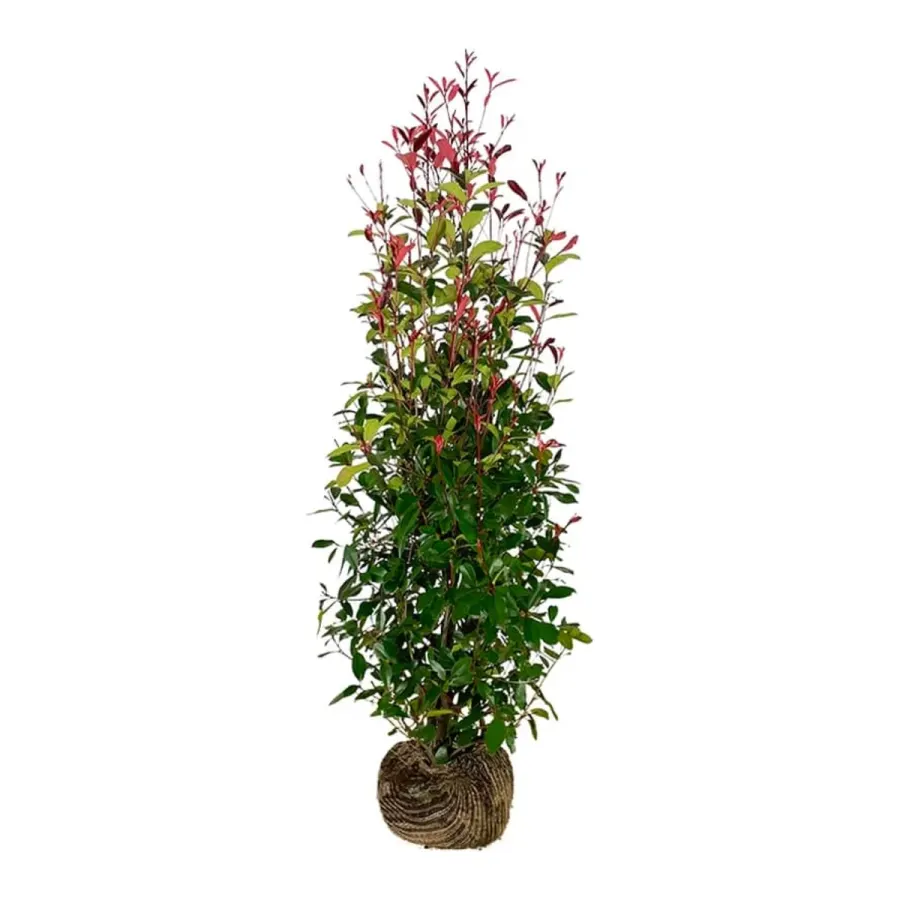 Photinia fraseri 'Red Robin' 175-200 cm