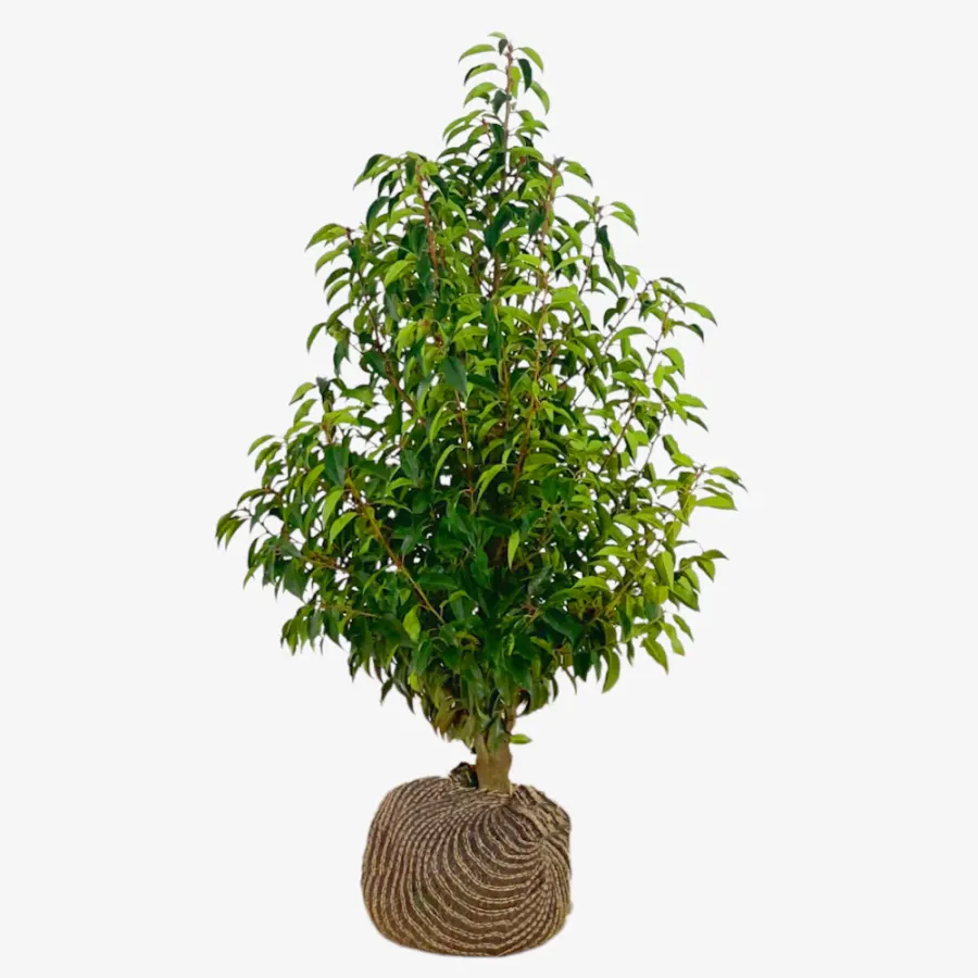 Prunus Lusitanica 100-120 cm