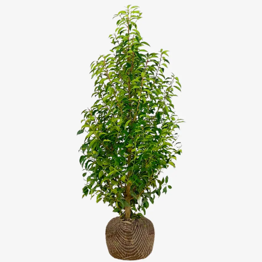 Prunus Lusitanica 120-140 cm