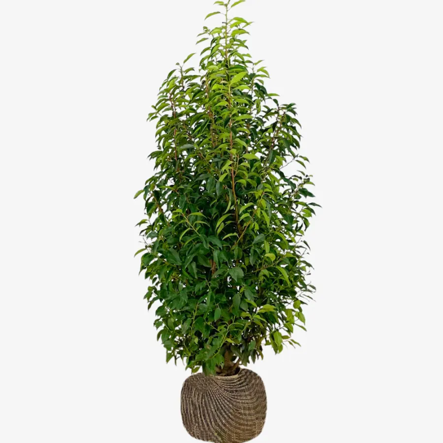Prunus Lusitanica 200-220 cm