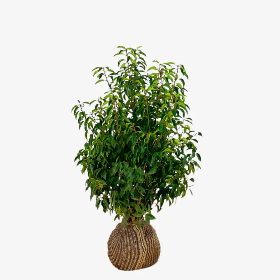 Prunus Lusitanica 60-80 cm