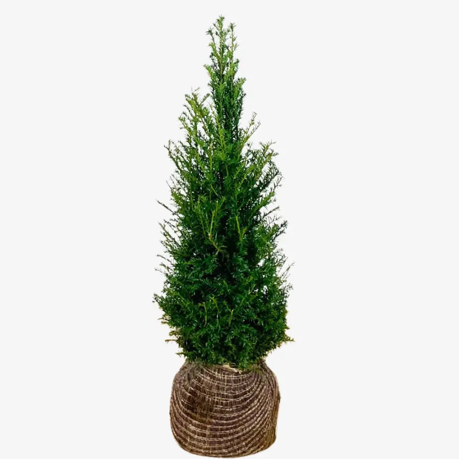 Taxus Baccata 80-100 cm