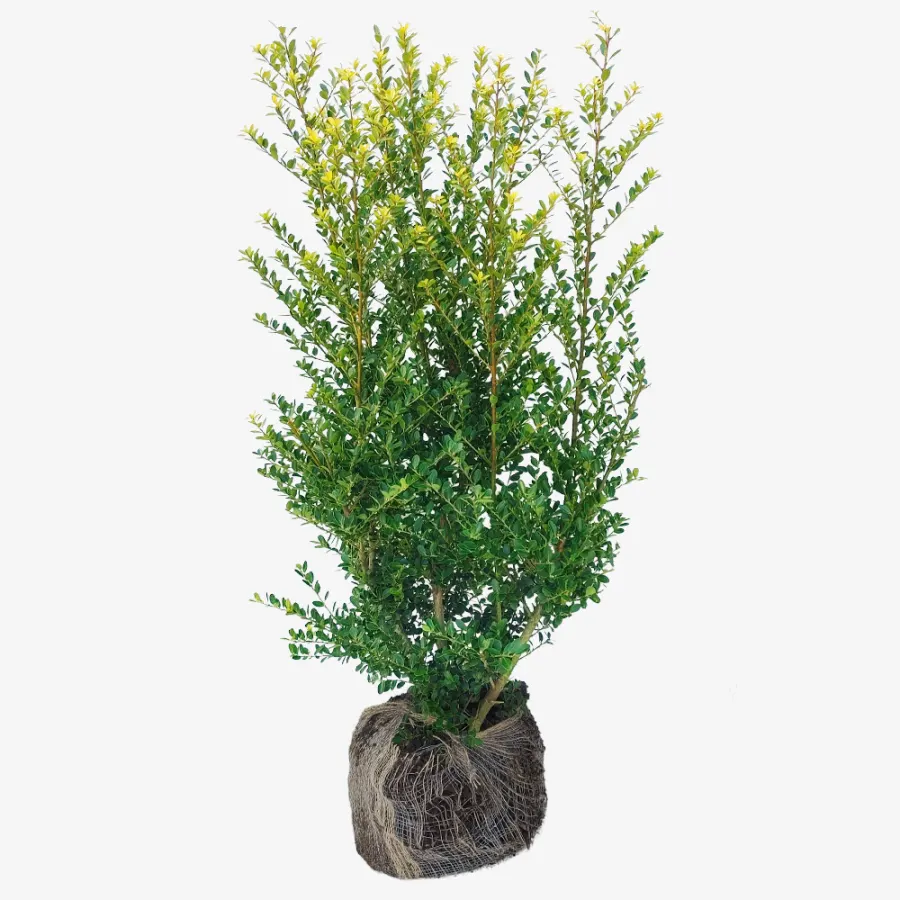 Ilex Crenata 'Green Hedge' 100-120 cm