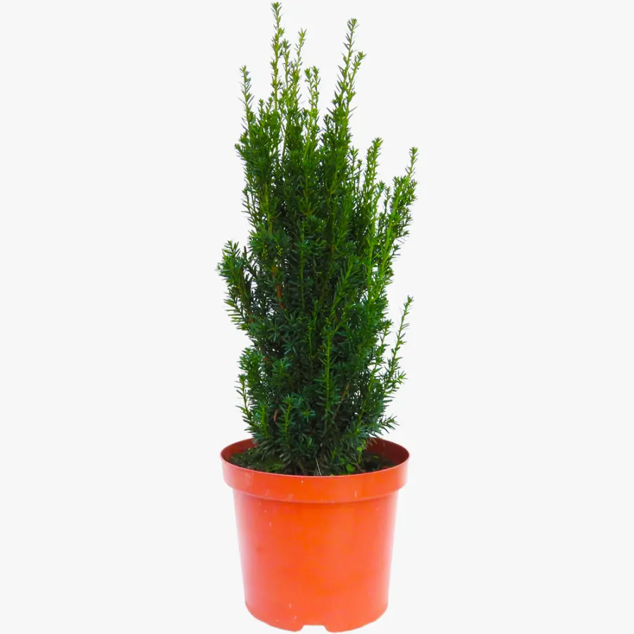 Taxus media 'Hillii' 80-100 cm