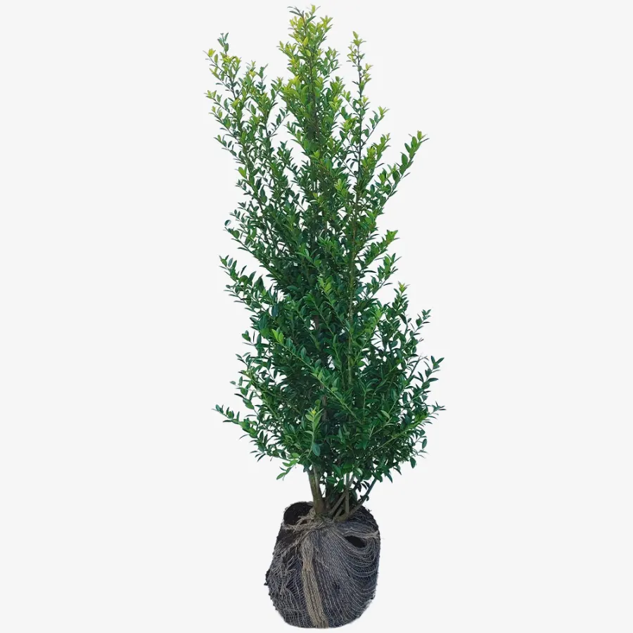 Ilex Maximo. 'Kanehirae' 120-140 cm