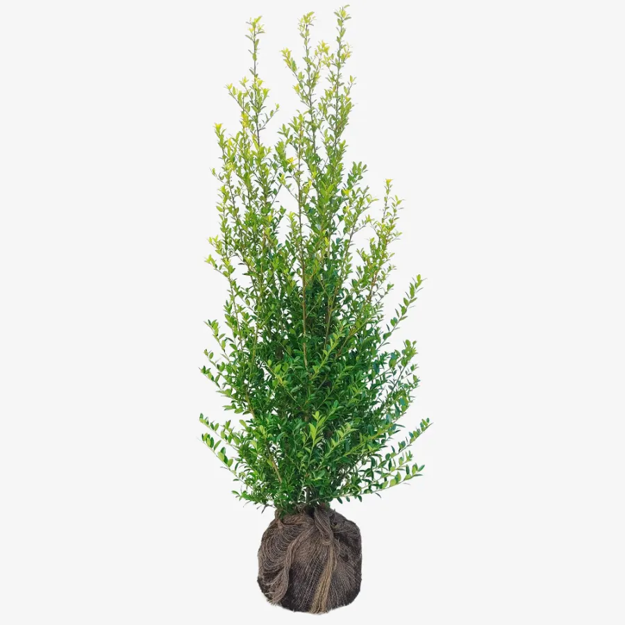 Ilex Maximo. 'Kanehirae' 140-160 cm