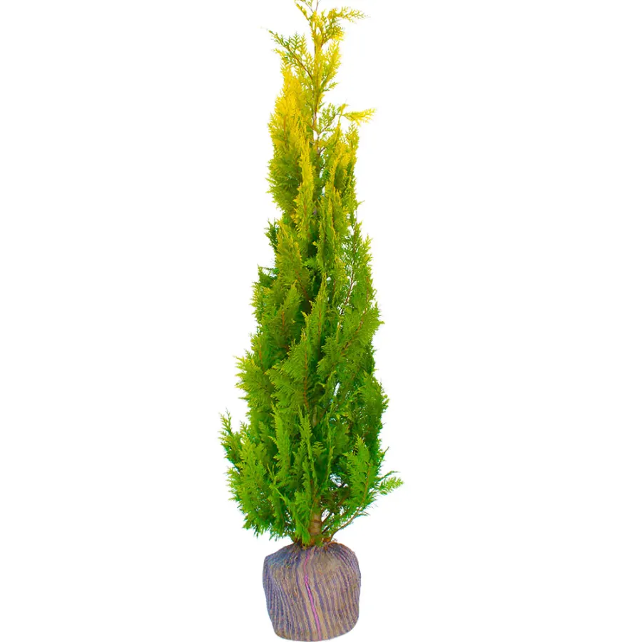 Chamaecyparis L. 'Ivonne' 200-225 cm