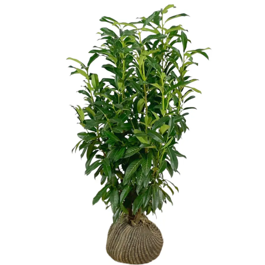 Prunus  'Genolia' 100-125 cm