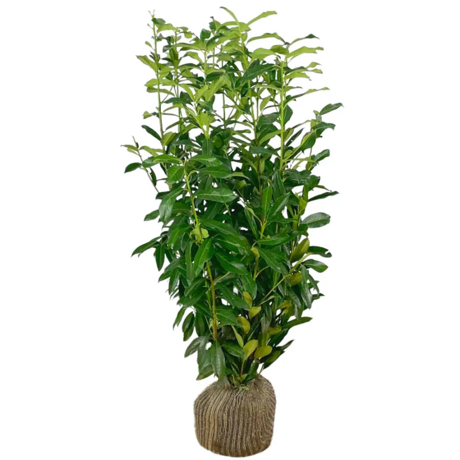 Prunus  'Genolia' 125-150 cm