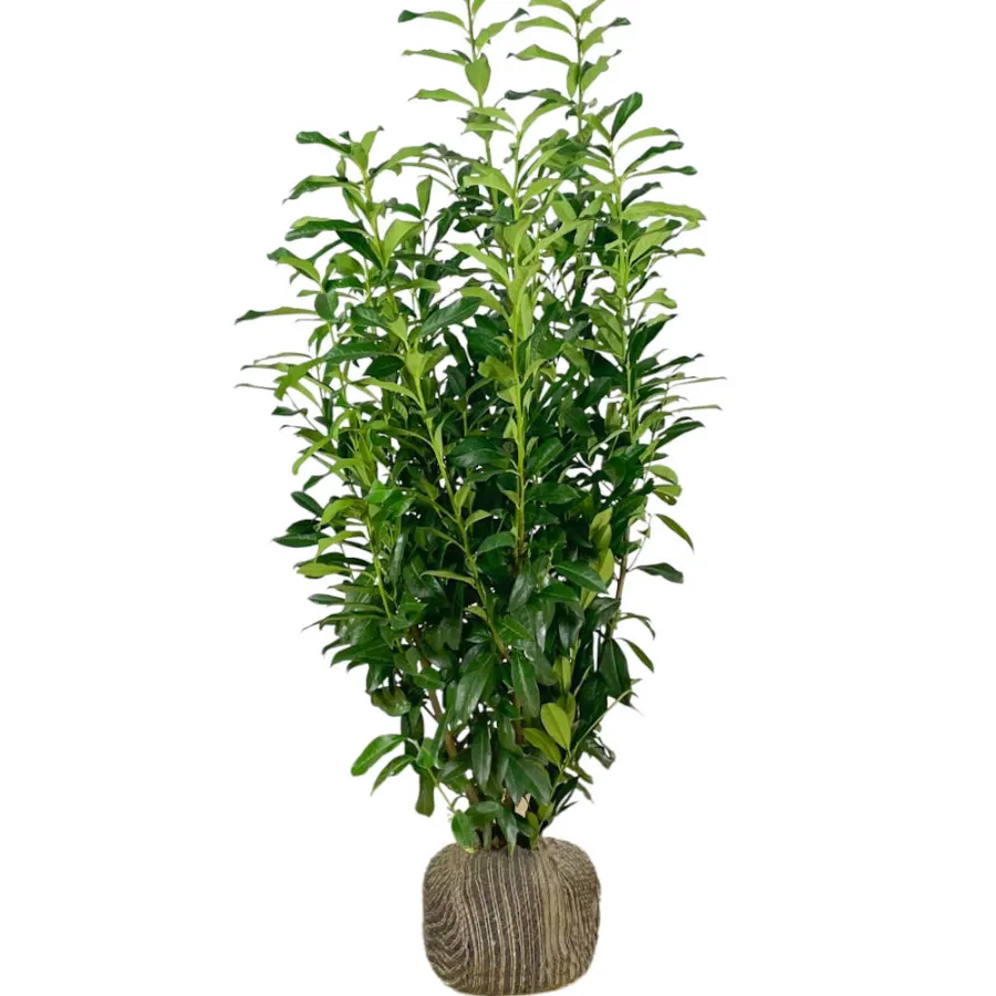 Prunus  'Genolia' 175-200 cm