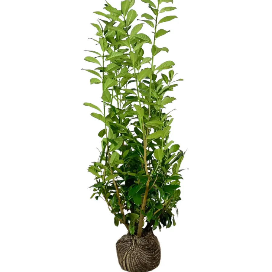 Prunus 'Novita' 175-200 cm