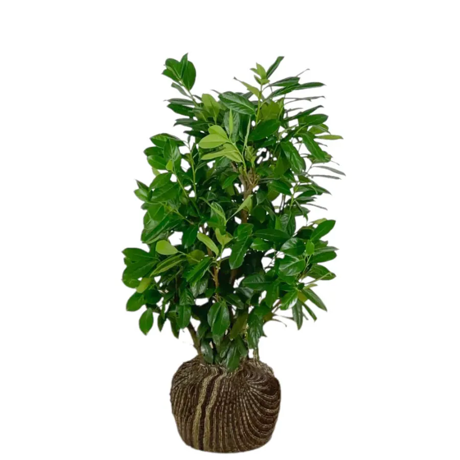 Prunus 'Novita' 80-100 cm