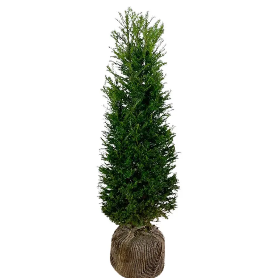 Taxus Baccata 100-120 cm